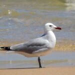 Gaivota-de-audouin, espécie ameaçada contraria tendência em Portugal e já conta com 7000 ninhos na Ria Formosa.