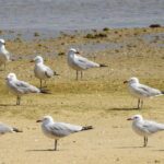 Gaivota-de-audouin, espécie ameaçada contraria tendência em Portugal e já conta com 7000 ninhos na Ria Formosa.