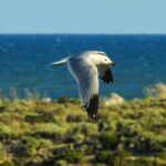 Gaivota-de-audouin, espécie ameaçada contraria tendência em Portugal e já conta com 7000 ninhos na Ria Formosa.
