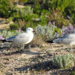 Gaivota-de-audouin, espécie ameaçada contraria tendência em Portugal e já conta com 7000 ninhos na Ria Formosa.
