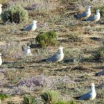 Gaivota-de-audouin, espécie ameaçada contraria tendência em Portugal e já conta com 7000 ninhos na Ria Formosa.