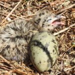 Gaivota-de-audouin, espécie ameaçada contraria tendência em Portugal e já conta com 7000 ninhos na Ria Formosa.