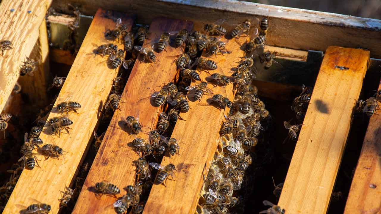 Os apicultores afetados pelo incêndio de há um ano em Odemira já receberam as ajudas do Estado para manutenção das colmeias que escaparam às chamas.