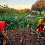 O projeto Biggest Mini Forest, já supera as 40 áreas no Algarve dedicadas a esta prática. Objetivo é regenerar solos e a biodiversidade.
