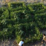 O projeto Biggest Mini Forest, já supera as 40 áreas no Algarve dedicadas a esta prática. Objetivo é regenerar solos e a biodiversidade.