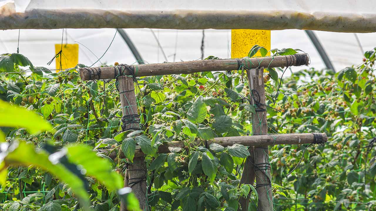 Um estudo da associação que representa empresas agrícolas do sudoeste alentejano revela que a escassez de água é a «maior preocupação», apontando a necessidade de o governo implementar uma estratégia nacional para a gestão dos recursos hídricos.