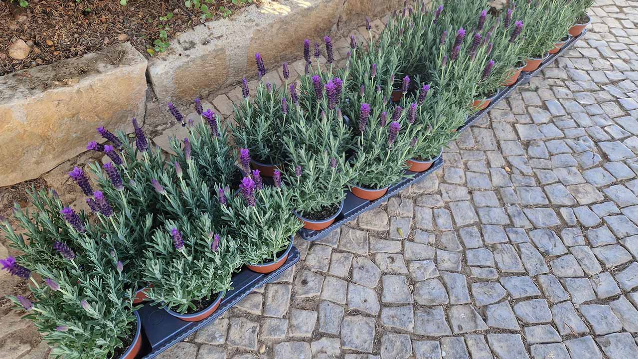 O Cemitério da Esperança conta agora com arbustos autóctones, plantados pela União das Freguesias de Faro, para embelezar o espaço e contribuir para um ambiente mais sereno.
