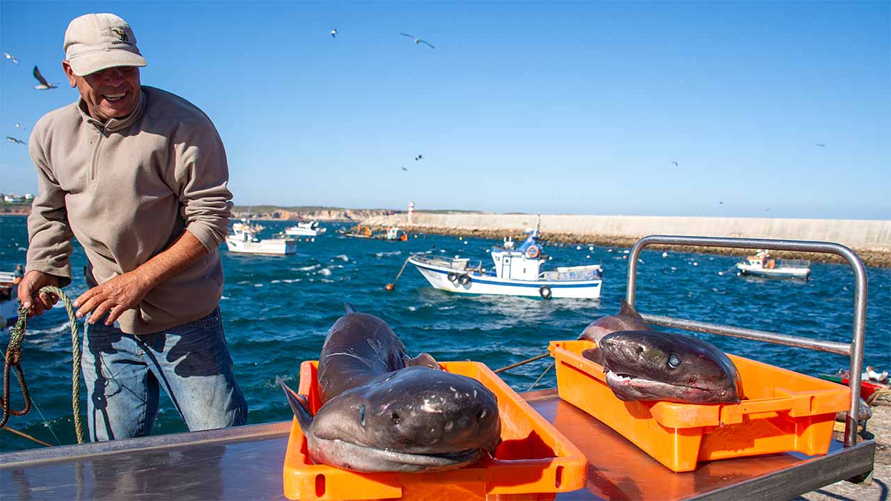Desportos náuticos, gastronomia, música, debates sobre temas marítimos e showcookings são os atrativos da Feira do Mar em Sagres, de 6 a 8 de setembro.