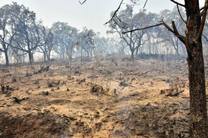 A organização ambientalista GEOTA defende um plano de estabilização de emergência dos solos, na sequência dos incêndios no Norte e Centro do país, alertando que as chuvas previstas potenciam contaminações e resultam das alterações climáticas.