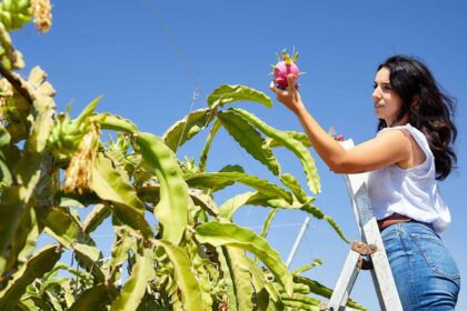 Uma fruta ainda pouco conhecida, a pitaia está cada vez mais a despertar a atenção dos agricultores algarvios.