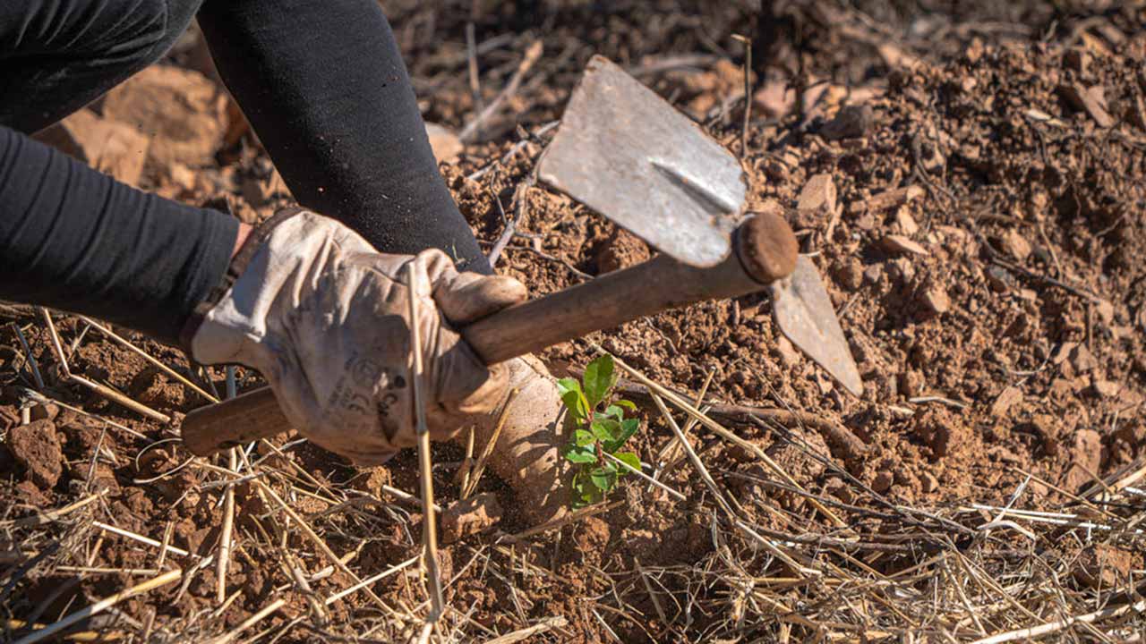 O projeto Renature Monchique, ativo desde 2019, avança para o seu sexto ano de reflorestação das áreas ardidas nos incêndios de 2018, reforçado por um apoio financeiro de 400 mil euros da Ryanair.