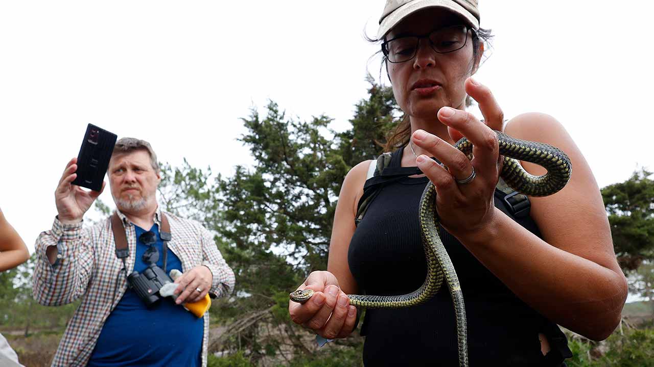 A 15.ª edição do Festival de Observação de Aves & Atividades de Natureza juntou 1300 participantes de 29 nacionalidades em Sagres, local onde se identificaram 146 espécies diferentes, uma delas rara.