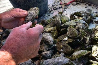 A Polícia Marítima de Olhão recuperou 500 kg de ostras furtadas dos viveiros da zona da fortaleza, na Ria Formosa, sendo que os alegados autores se colocaram em fuga.