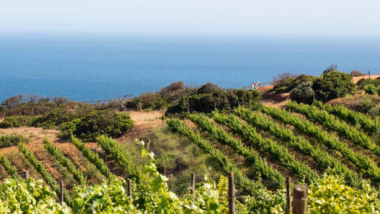 O elevado poder de compra dos turistas e residentes estrangeiros permite que os vinhos do Algarve sejam vendidos e consumidos na região.