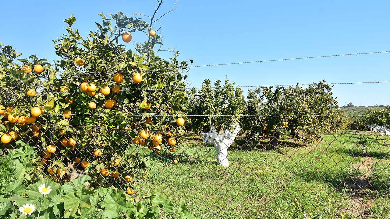 Com o final da campanha, em setembro, a AlgarOrange estima um aumento na produção dos citrinos, apesar dos problemas da falta de água e das pragas.