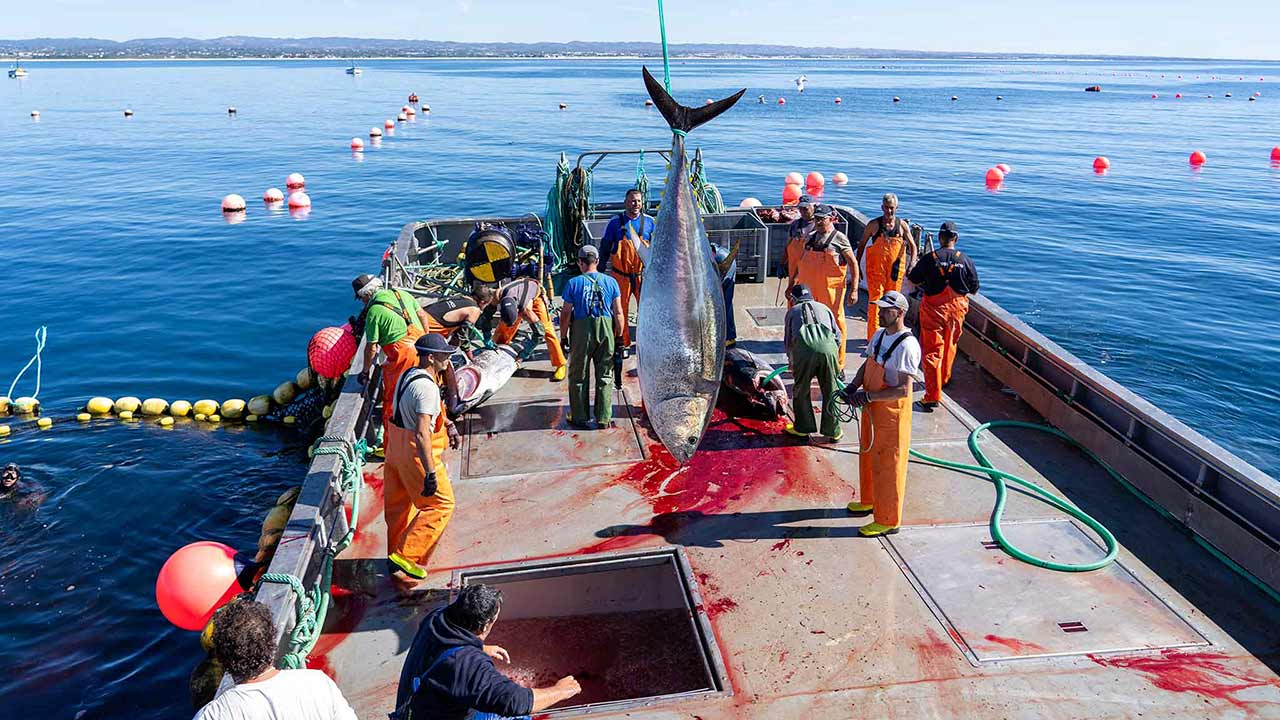 O atum é a conserva mais produzida em Portugal, representando quase metade do total do sector de enlatados de peixe, mas é também a mais exportada, tendo representado 334 milhões de euros em 2023, e importada, segundo dados da ANICP.