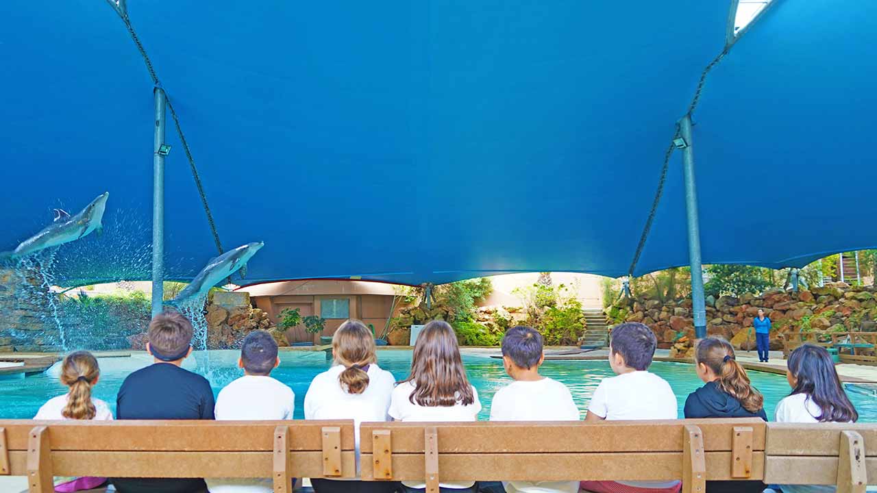 23 crianças em tratamentos hospitalares no Algarve participaram na 2.ª edição do projeto «Pequenos Grandes Heróis» do Zoomarine, onde ficaram a conhecer os tratamentos que os golfinhos recebem.