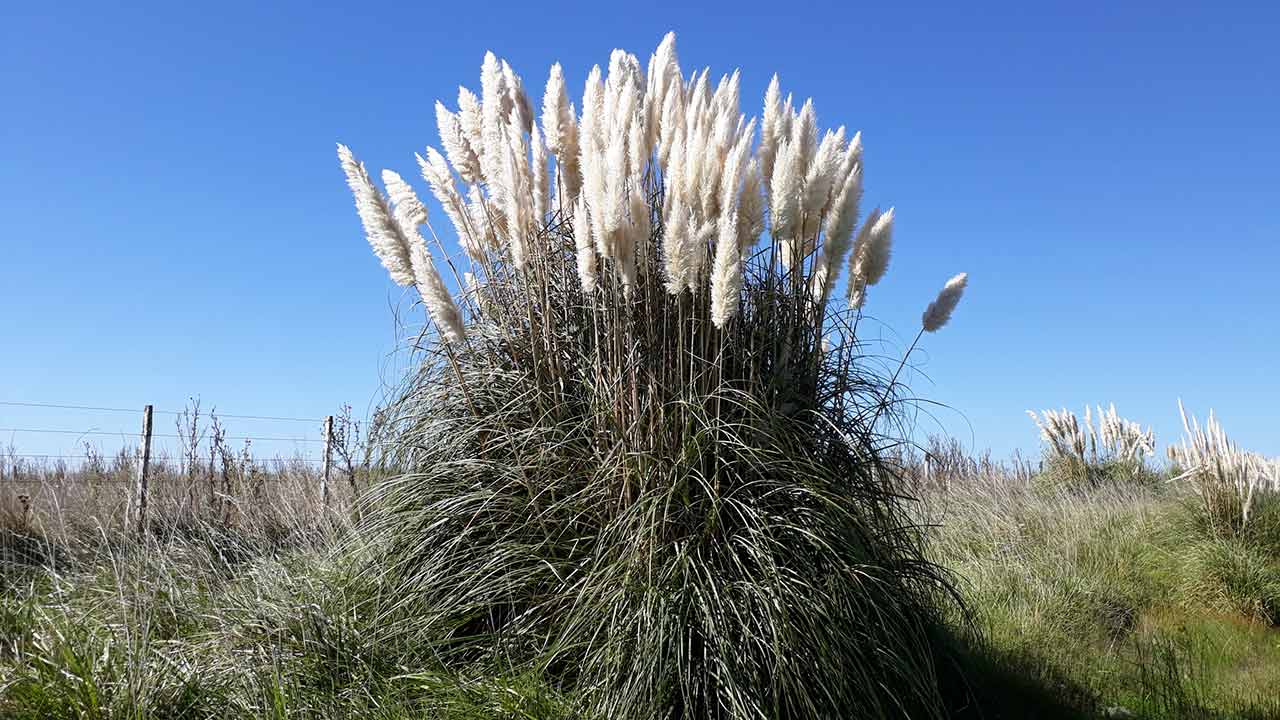 A erva-das-pampas é uma planta que tem crescido sem controlo em espaços públicos e privados ao longo do litoral, provocando alergias e ferimentos a quem com ela interage, avisou uma investigadora especialista em infestantes.