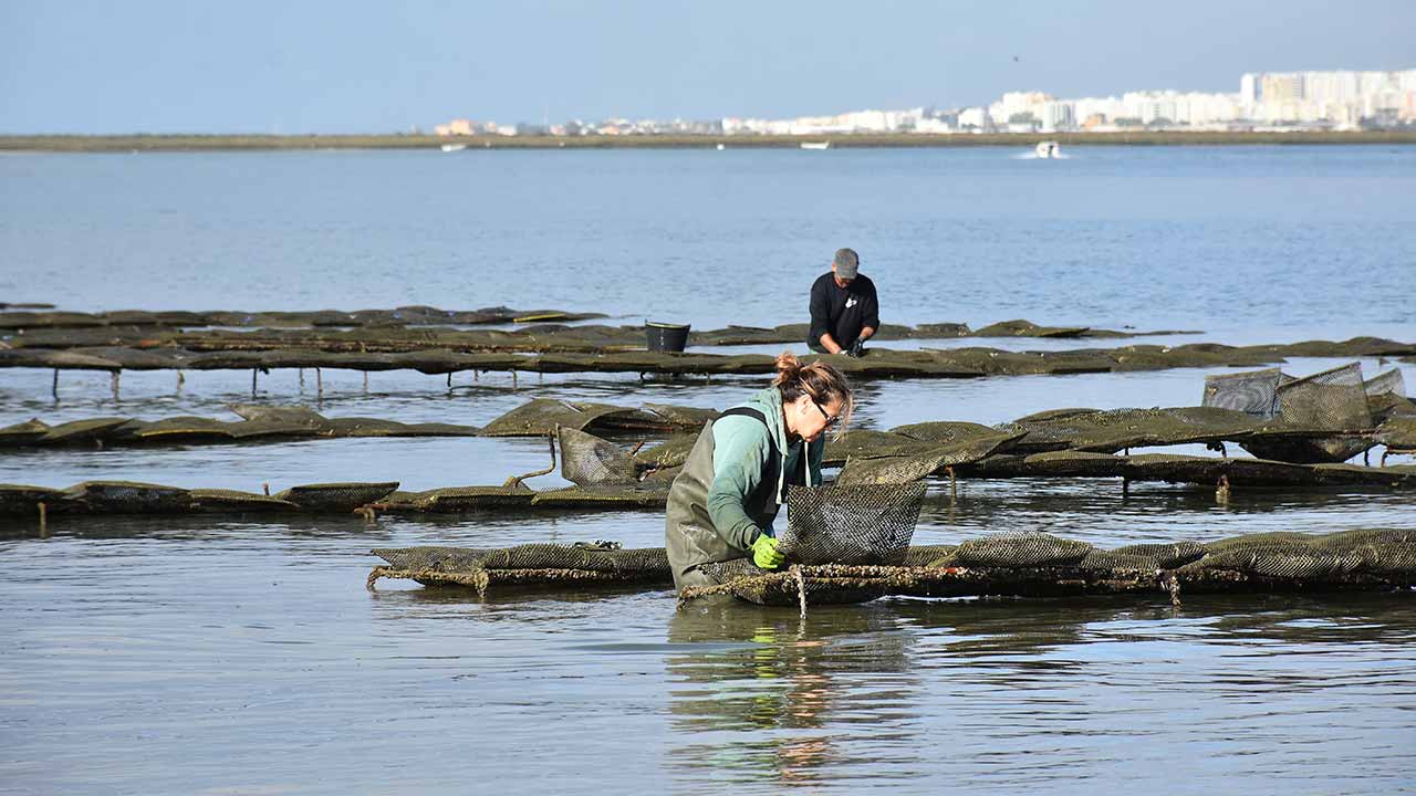 A Sciaena e a autarquia de Faro juntaram-se para apoiar o projeto «Mulheres na Ria – Liderança na Conservação Sustentável das Pradarias Marinhas da Ilha da Culatra».