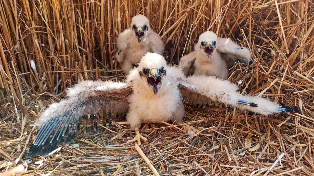 Já arrancou o projeto LIFE SOS Pygargus, com o objetivo de salvar o tartaranhão-caçador e promover a produção cerealífera em Portugal e em Espanha, unindo 17 parceiros, um deles a Associação Vita Nativa.
