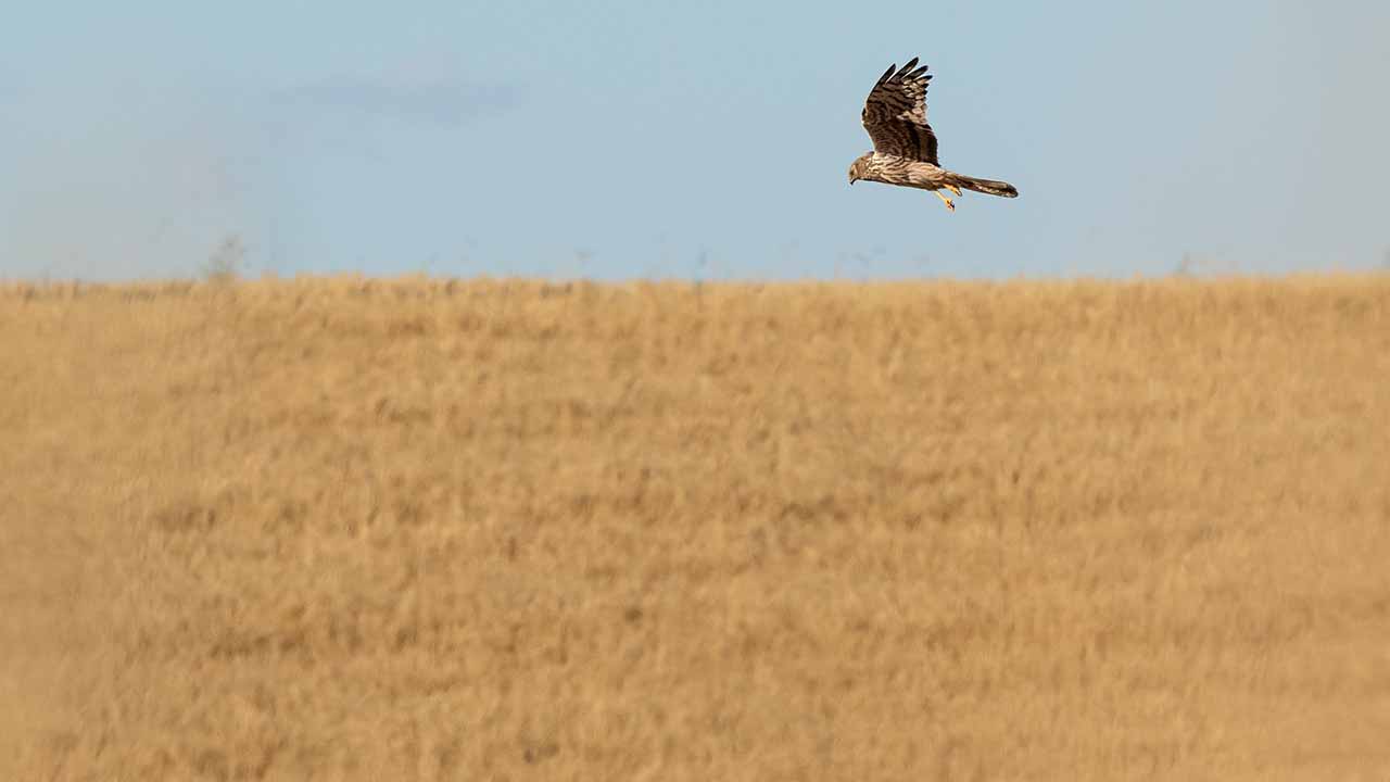 Já arrancou o projeto LIFE SOS Pygargus, com o objetivo de salvar o tartaranhão-caçador e promover a produção cerealífera em Portugal e em Espanha, unindo 17 parceiros, um deles a Associação Vita Nativa.