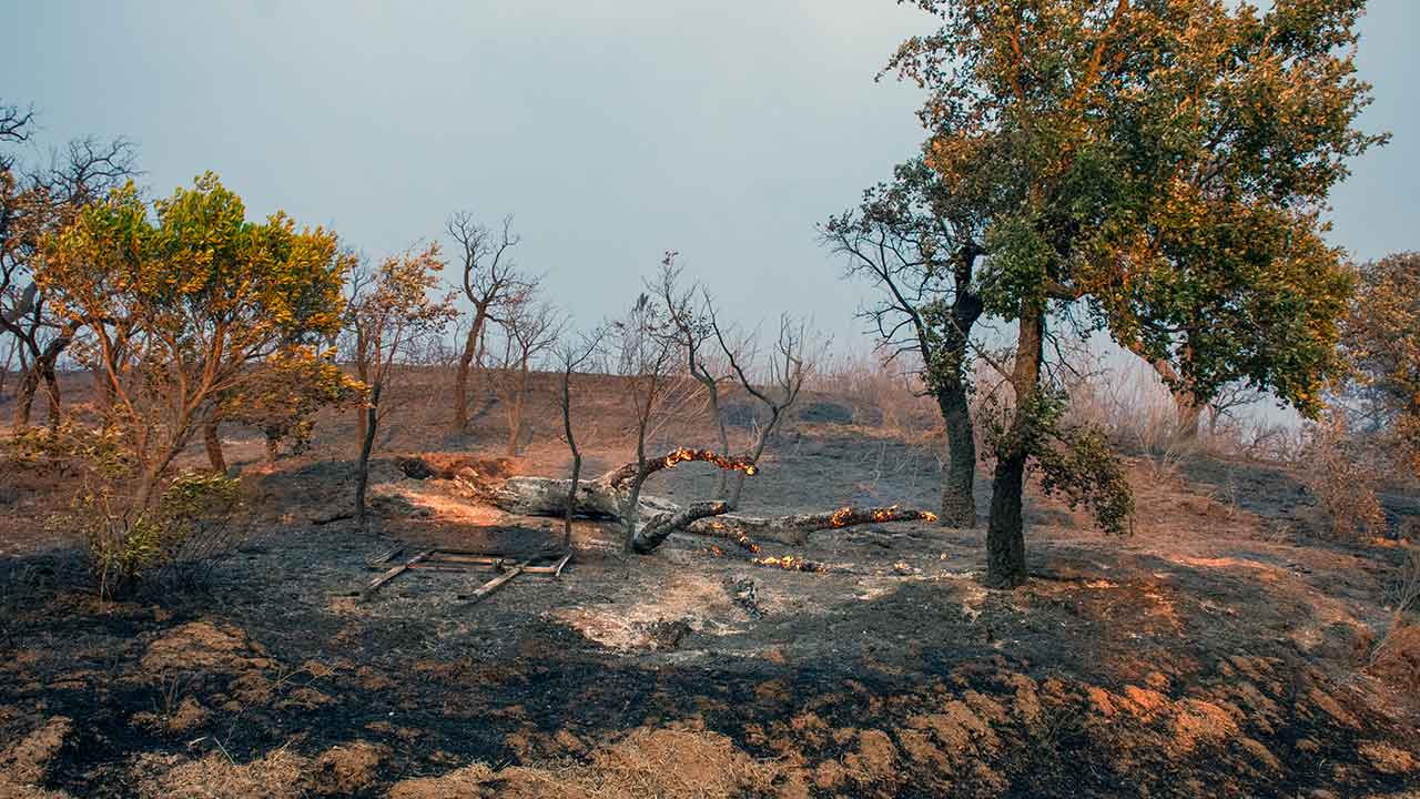 Algarve é a primeira região a ter todos os instrumentos estratégicos de prevenção de incêndios aprovados. A Agência para a Gestão Integrada de Fogos Rurais (AGIF) congratula a região.