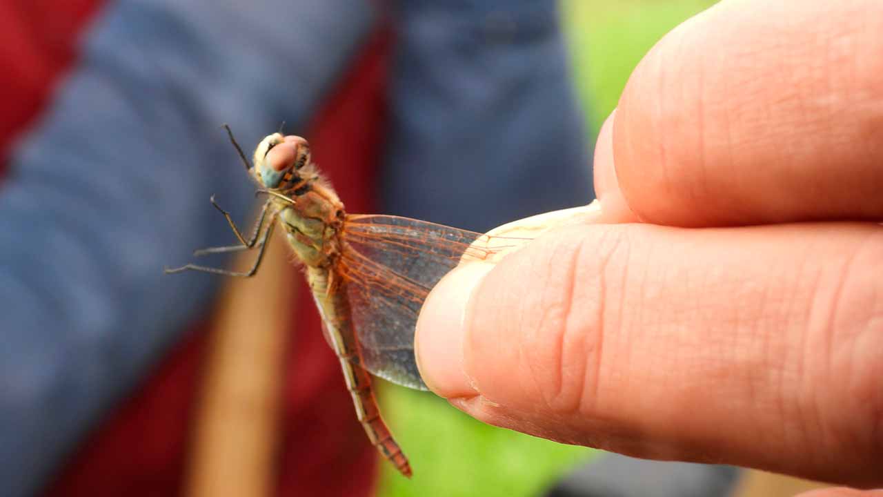 A riqueza natural das Alagoas Brancas, como aves, répteis, mamíferos e flora, pode agora ser conhecida ao pormenor no novo website lançado pela Associação Almargem.