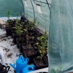 Um homem de 59 anos foi detido pela GNR por cultivo de canábis e posse de arma proibida, em Tavira, após uma investigação que decorria há dois meses.