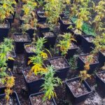 Um homem de 59 anos foi detido pela GNR por cultivo de canábis e posse de arma proibida, em Tavira, após uma investigação que decorria há dois meses.