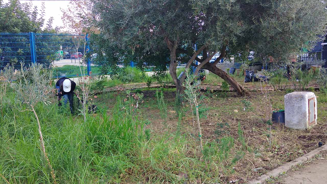As florestas Miyawaki nas escolas do concelho de Loulé, plantadas em maio último, já estão a dar os primeiros frutos, tais como morangos, medronhos e azeitonas.
