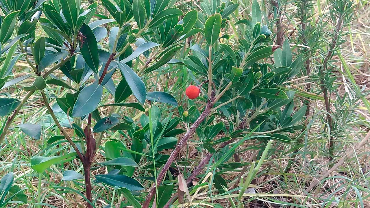 As florestas Miyawaki nas escolas do concelho de Loulé, plantadas em maio último, já estão a dar os primeiros frutos, tais como morangos, medronhos e azeitonas.