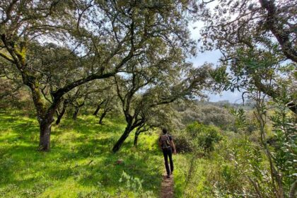 A Cooperativa QRER dedica um dia às florestas e oportunidades para os territórios do interior no concelho de Loulé, a 21 de dezembro.