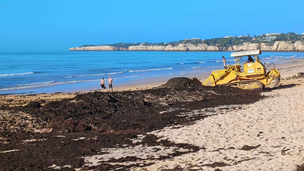 Escuto a ribeira do Alportel. Rumor de água. Corrente de vida. Seca no Verão, na sua passagem no Arimbo, de novo andante com a chuva do Outono em orgânica sonata.