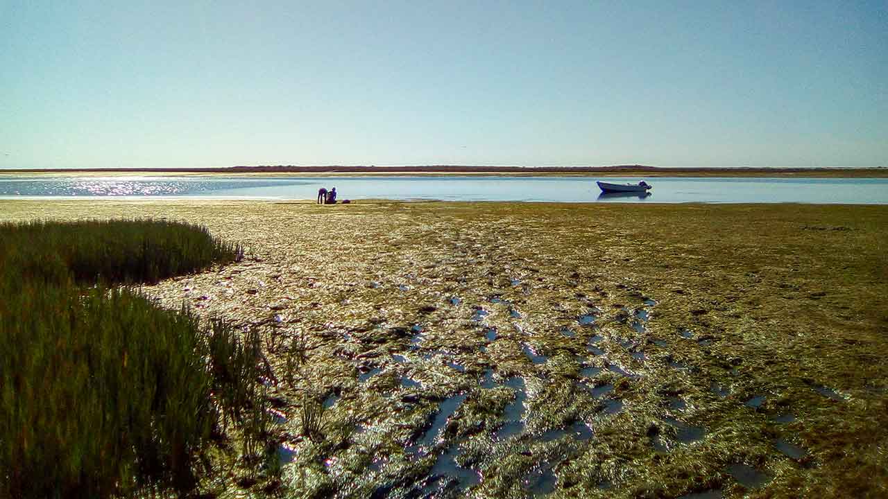 Investigadores do Centro de Ciências do Mar (CCMAR) da Universidade do Algarve (UAlg) participaram num estudo internacional onde saquetas de chá foram utilizadas como dispositivo de medição de taxas de decomposição de matéria orgânica, foi hoje anunciado.