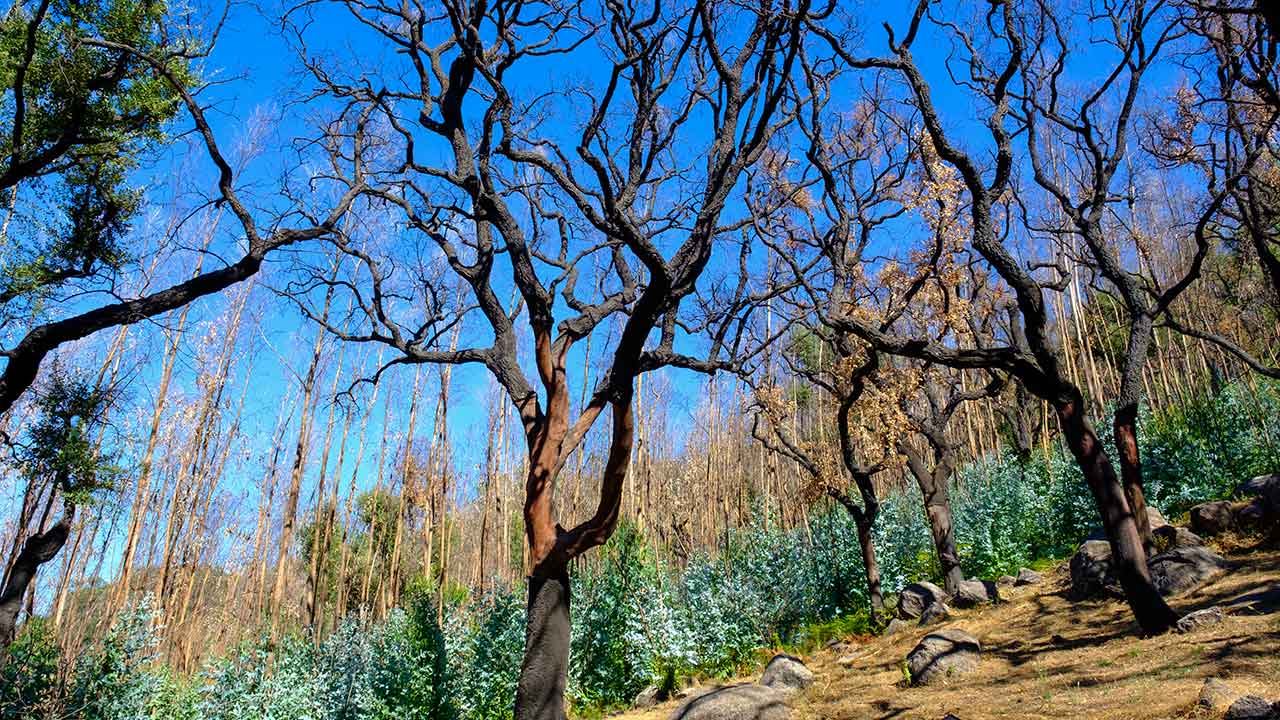 Governo aprova Operação Integrada de Gestão da Paisagem (OIGP) Área Piloto - Corredor Verde de Monchique com investimento superior a 2,4 milhões de euros.