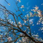 A localidade de Alta Mora volta, no concelho de Castro Marim, volta a receber mais uma edição do Festival das Amendoeiras em Flor do Algarve, entre os dias 31 de janeiro e 2 de fevereiro.