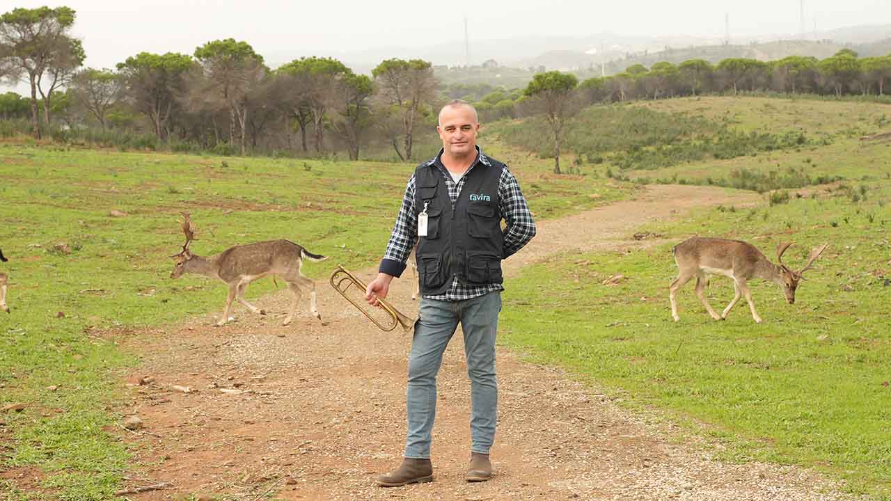 Os gamos são a principal atração da Mata Nacional da Conceição de Tavira e há quem os confunda com veados. Ao todo, são 24 os gamos a viver no perímetro florestal.