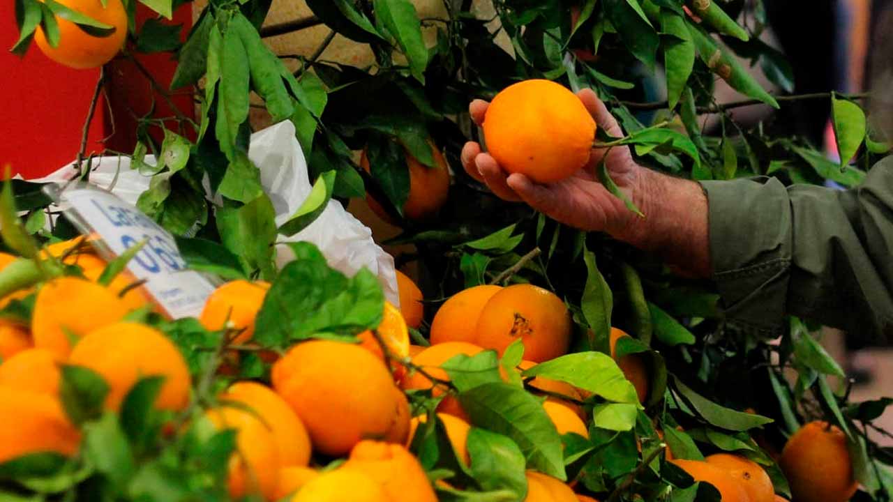 A Semana da Laranja volta ao Mercado Municipal de Portimão com showcookings, sorteios e a transmissão em direto do programa «Bom dia, Mercado».