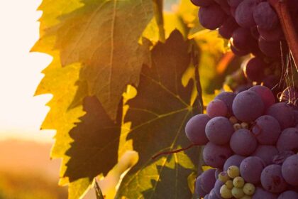 O Museu Municipal de Loulé recebe uma visita temática com prova de vinhos, com o objetivo de dar a conhecer a história do concelho através de um roteiro com a companhia dos melhores néctares da região.