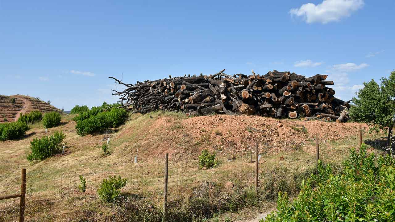 Com o objetivo de proteger as suas infraestruturas contra incêndios rurais, a REN, em 2024, fez a limpeza de 401 hectares de floresta no distrito de Faro.