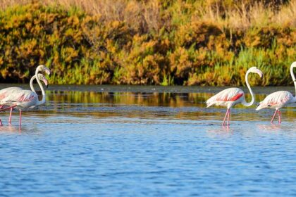 Reserva Natural do Sapal de Castro Marim e VRSA, a primeira do país, celebra 50 anos com atividades diversas e abertas à comunidade, dias 28 e 29 de março.