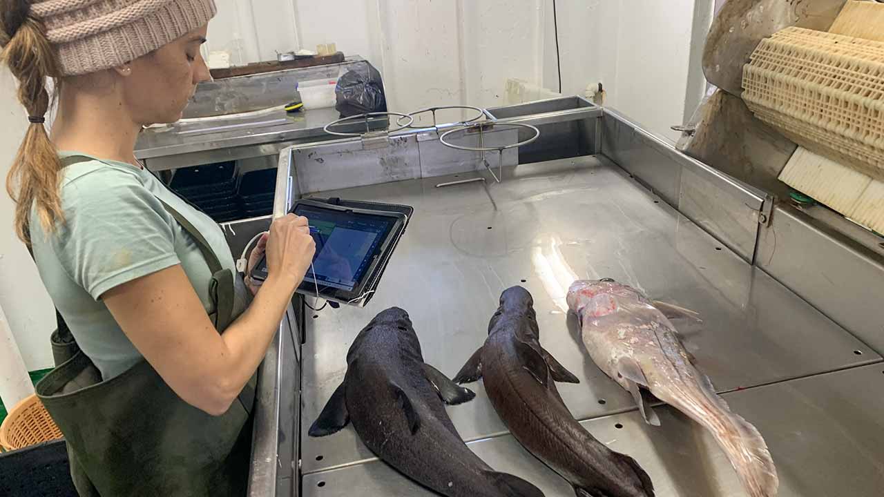 Guia prático do projeto DELASMOP, criado pelo CCMAR e CIIMAR, propõe medidas para reduzir a captura acessória de tubarões e raias na pesca de arrasto a crustáceos no Algarve.