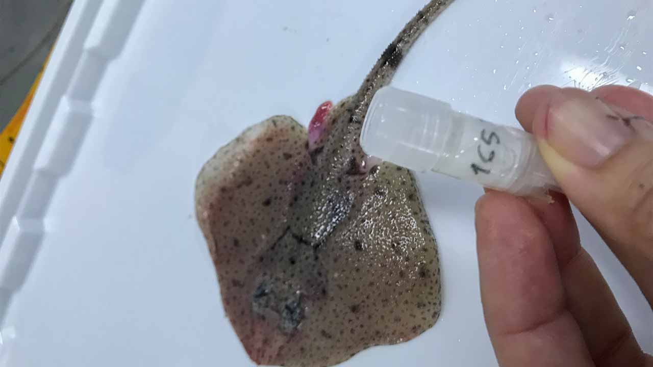 Guia prático do projeto DELASMOP, criado pelo CCMAR e CIIMAR, propõe medidas para reduzir a captura acessória de tubarões e raias na pesca de arrasto a crustáceos no Algarve.