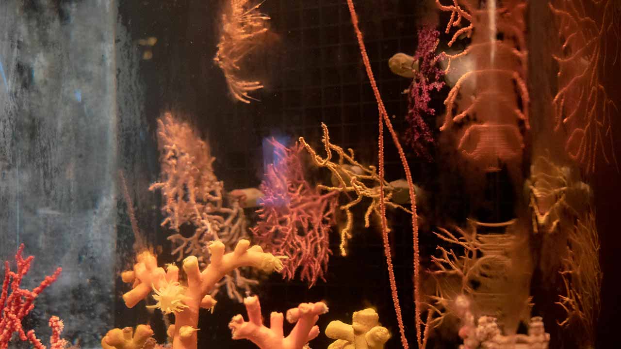 Palestras, observação de golfinhos e algas, workshops, mergulho e uma feira/exposição de artesanato de artesanato e gastronomia vão marcar o Festival das Florestas Marinhas em Sagres.
