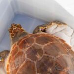 Vénus, uma tartaruga-comum da espécie caretta caretta, foi devolvida ao oceano, a 12 milhas náuticas da costa, após meses de reabilitação no Porto d’Abrigo do Zoomarine.