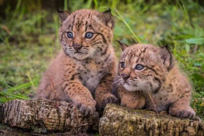 A população de lince ibérico na Península Ibérica aumentou 19% em 2024 e alcançou os 2.401 animais, segundo o censo anual realizado pelas entidades espanholas e portuguesas que integram o projeto de recuperação da espécie.