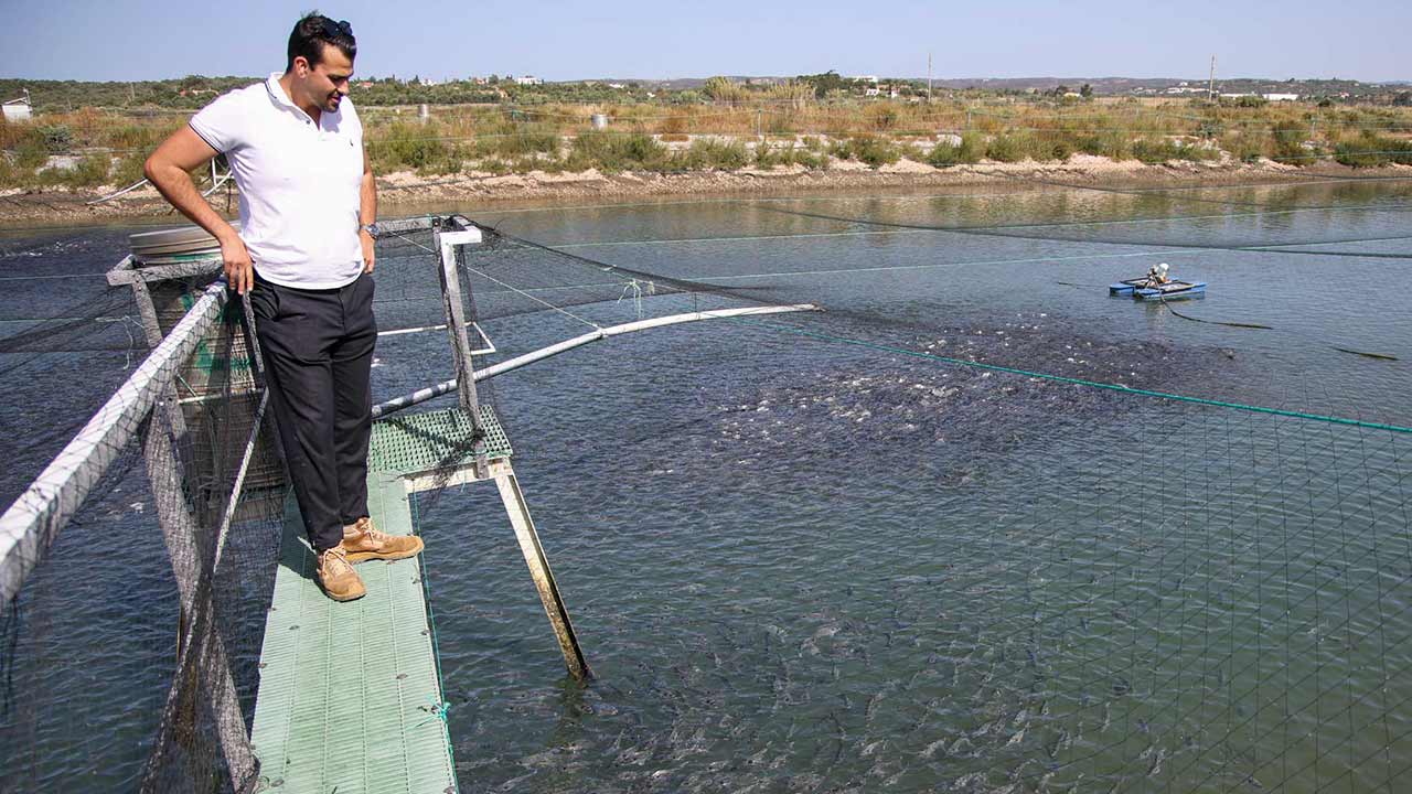 Projeto inovador de aquacultura em Alvor aposta em juntar macroalgas, douradas e em pepinos-do-mar para criar sistema sustentável e circular.