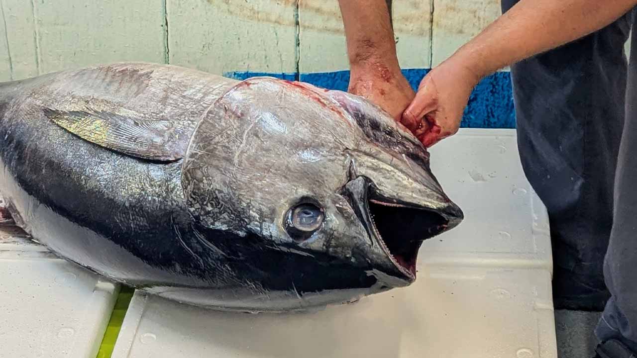 Do fundo dos mares dos Açores para o Algarve, o restaurante austa homenageia o Atum Patudo num jantar inédito preparado pelo chef David Barata.