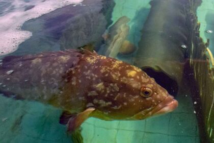 Aclimatação em jaulas no mar melhora fixação dos meros na costa alentejana, indica um estudo com peixes criados em Olhão.