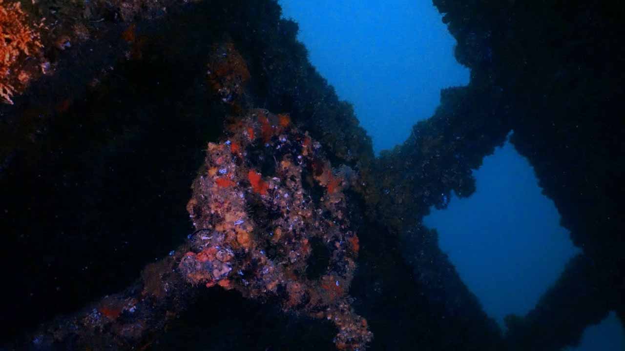A Câmara Municipal de Portimão está a constituir uma equipa de trabalho para a salvaguarda do Ocean Revial. Parceria com a Portisub para a gestão do parque é uma das hipóteses em cima da mesa.